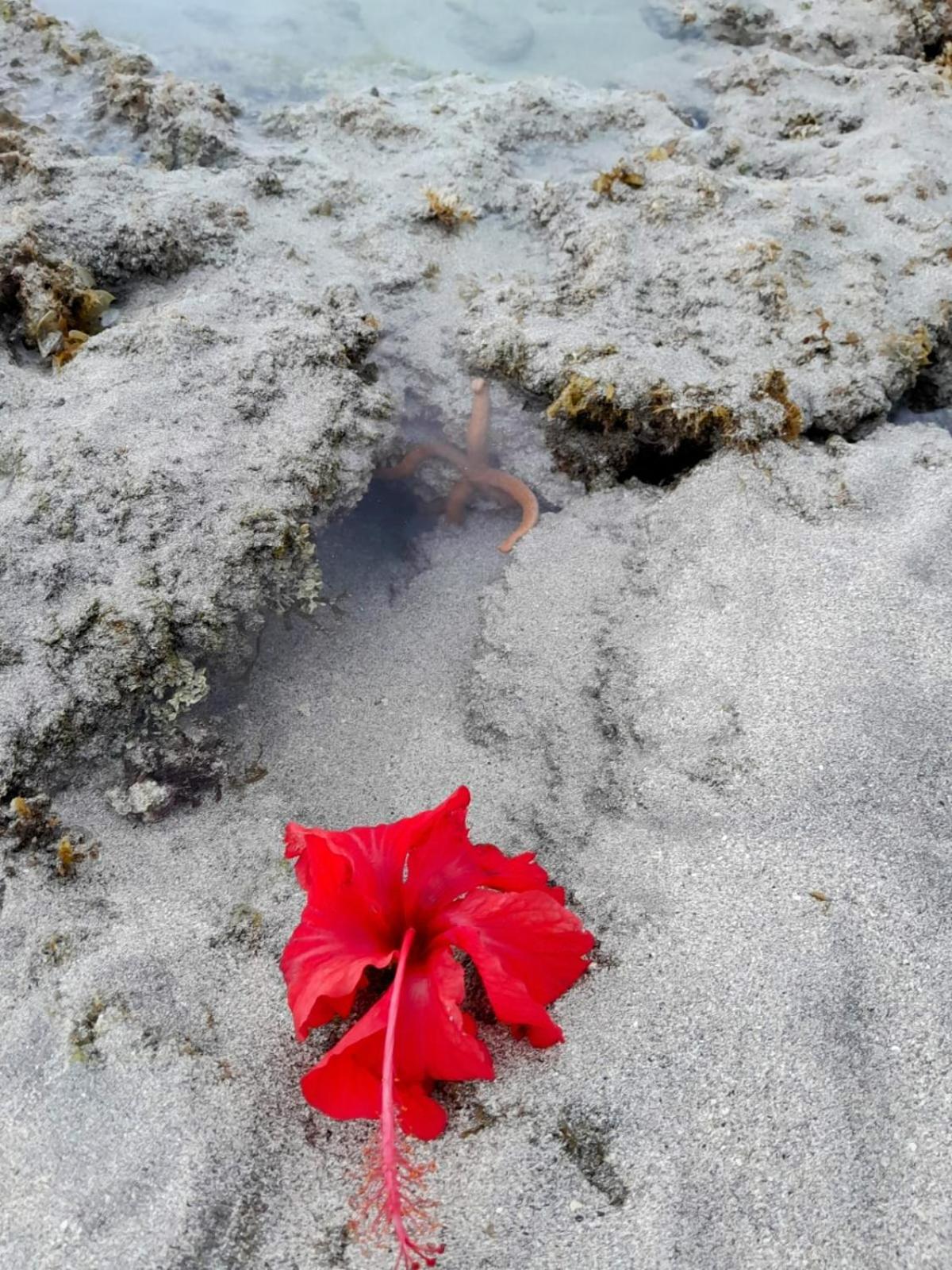Flor Da Barra Inn *